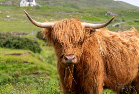 The highlander cow in Scotland