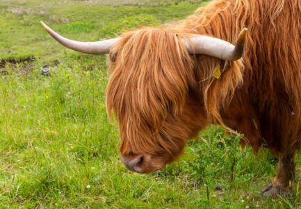 The highlander cow in Scotland