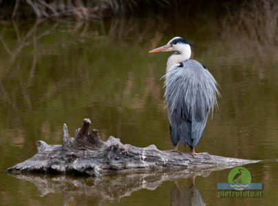 Grey heron