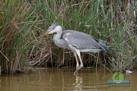 Grey heron