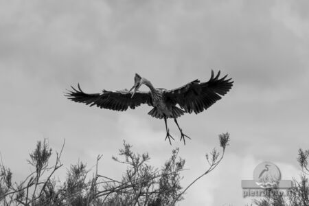 Grey heron