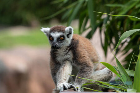 Lemur