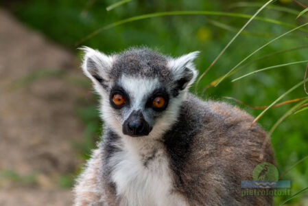 Lemur