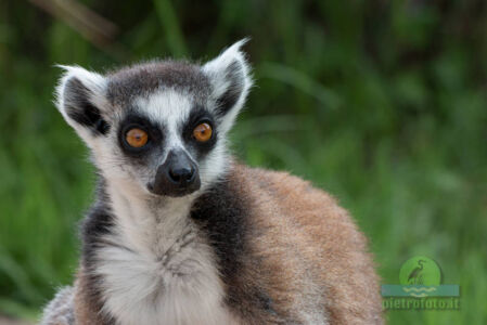 Lemur