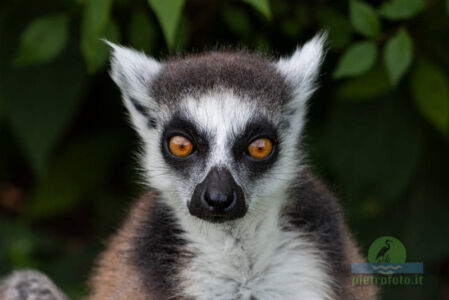 Lemur