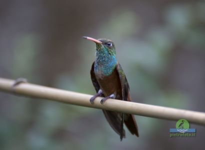 Amazilia hummingbird