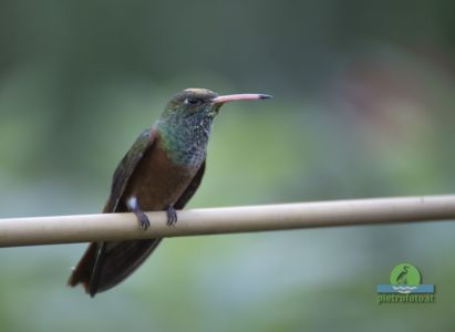 Amazilia hummingbird