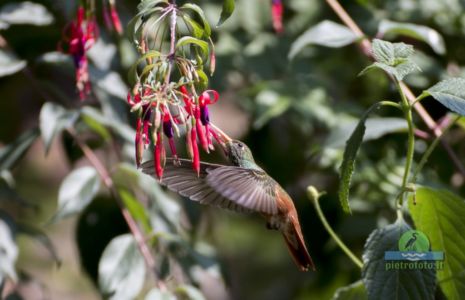 Amazilia hummingbird