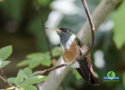 Amazilia hummingbird