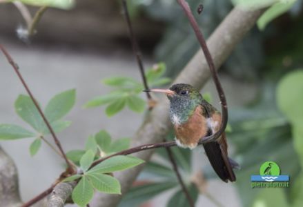 Amazilia hummingbird