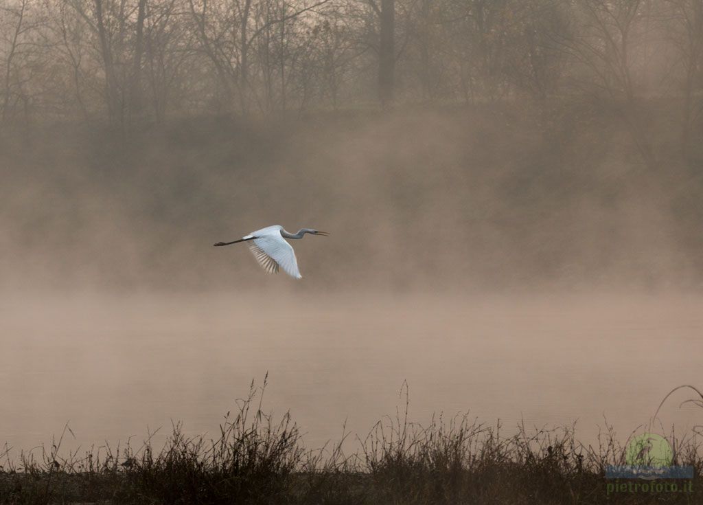 A little egret flying in the fog