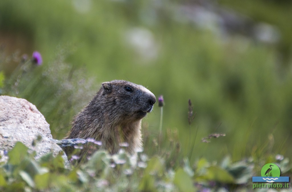 Marmotta